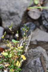 Draba hirta