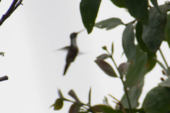 Amazilis amazilia