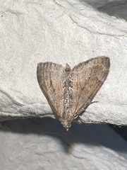 Thera obeliscata