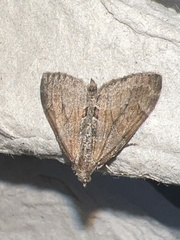 Thera obeliscata