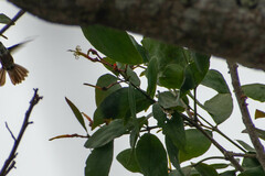 Psittacanthus cucullaris