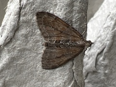Thera obeliscata