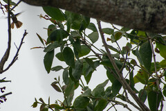 Psittacanthus cucullaris