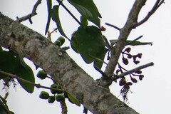 Psittacanthus cucullaris