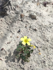 Oxalis compressa