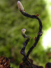 Xylaria carpophila