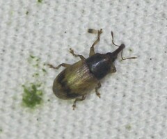 Notolomus bicolor