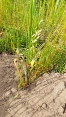 Albuca cooperi