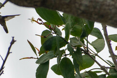 Psittacanthus cucullaris