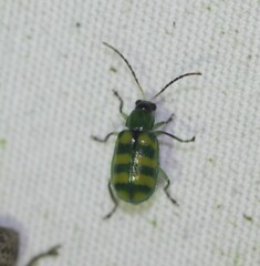Diabrotica balteata