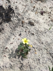 Oxalis compressa