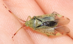Pantilius tunicatus