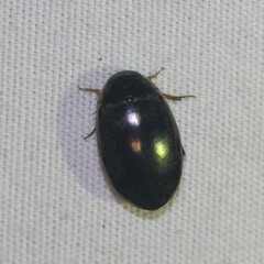 Thermonectus basillaris basillaris