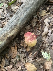 Baorangia bicolor