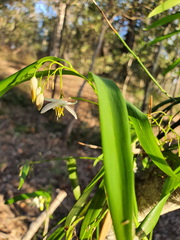 Geitonoplesium cymosum