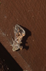 Chrysodeixis