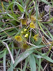 Drosera