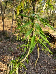 Geitonoplesium cymosum