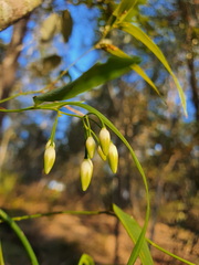 Geitonoplesium cymosum