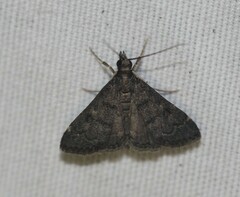 Steniodes declivalis