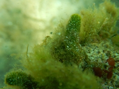 Dasycladus vermicularis