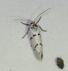 Enaemia atrolinea