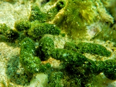Dasycladus vermicularis