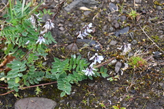 Astragalus norvegicus