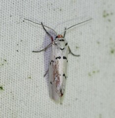 Enaemia atrolinea