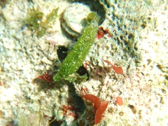Dasycladus vermicularis