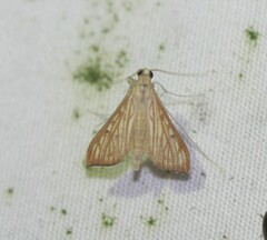 Antigastra catalaunalis