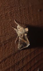 Chrysodeixis