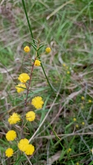 Acacia brownii