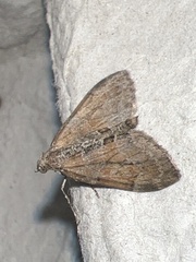 Thera obeliscata