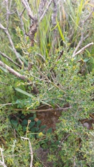Podalyria microphylla