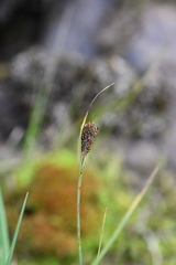 Carex eleusinoides