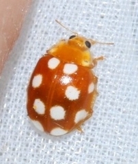 Vibidia duodecimguttata