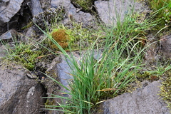 Carex eleusinoides