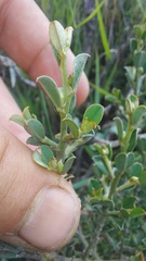 Podalyria microphylla