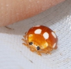 Vibidia duodecimguttata