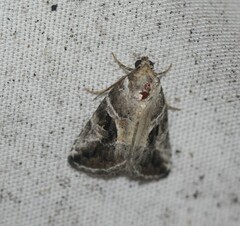 Diastema cnossia