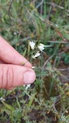 Melasphaerula graminea