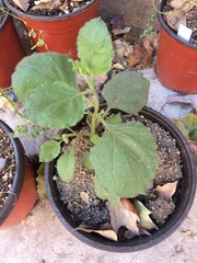 Nicotiana benthamiana