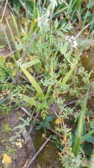 Melasphaerula graminea
