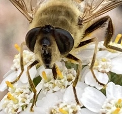 Eristalis tenax