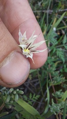 Melasphaerula graminea