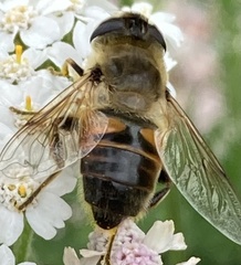 Eristalis tenax