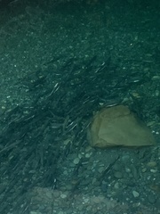 Oncorhynchus gorbuscha