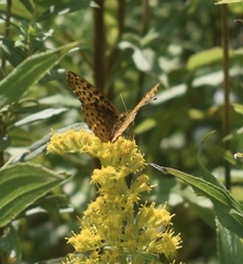 Boloria bellona