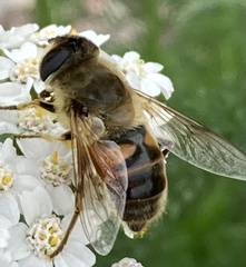 Eristalis tenax